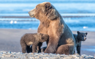 Mother bear cubs beach ocean - alson s. clark free wallpaper for desktop