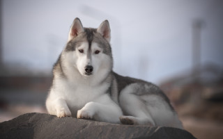 Husky rock camera blurry background - husky free wallpaper for desktop