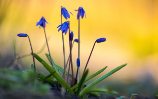 Blue flowers field grass sunset - yellow background free wallpaper for desktop