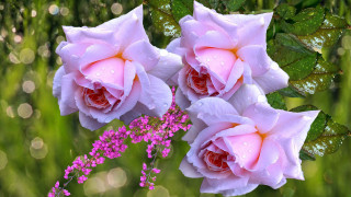 Pink roses blooming water droplets - betty merken free wallpaper