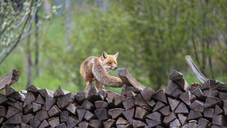 Fox woodland puzzle nature blurry - the background and a forest in the background free wallpaper