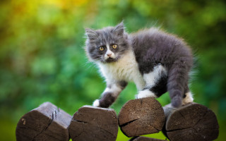Cat serious wooden fence grass - a wooden fence post free wallpaper