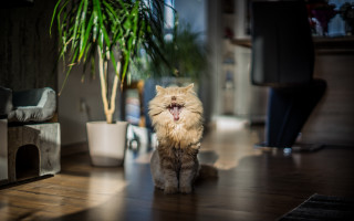 Cat yawning potted plant blurry - caspar wolf free wallpaper
