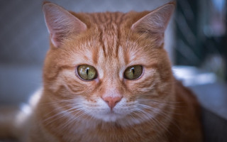 Cat green eyes portrait shallow - felix octavius carr darley free wallpaper