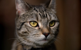 Black cat yellow eyes shallow 2 - yellow eye free wallpaper