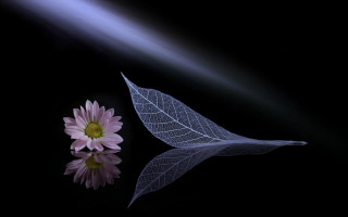 Single flower leaf black surface - reflective free wallpaper