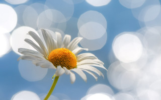 Daisy blue sky bokeh moon - white circle free wallpaper