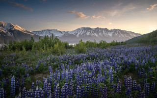Flower field mountains sunset clouds 2 - cloud and snow free wallpaper