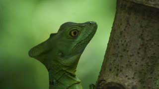 Green lizard climbing tree fruit - a green lizard free wallpaper