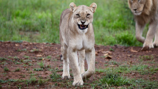 Lion lioness walking field bush - wildlife photography free wallpaper for desktop