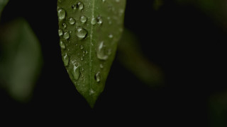 Green leaf water droplets macro 43 - a green leaf in the foreground free wallpaper