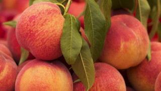 Peaches leaves tree closeup shiny - boetius adamsz bolswert free wallpaper for desktop