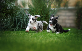 Dogs playing grass yard bush - the grass together free wallpaper