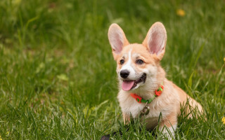 Dog grass toy blurry nature - a toy free wallpaper