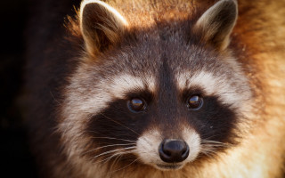 Raccoon blurry background photorealistic animal - a raccoon free wallpaper