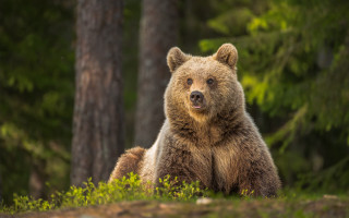Brown bear surprised in grass - a brown bear free wallpaper for desktop