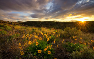 Yellow flowers sunset horizon grass - a hill in the distance free wallpaper
