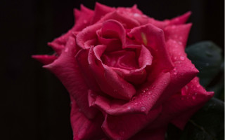 Pink rose water droplets macro 17 - a pink rose free wallpaper for desktop