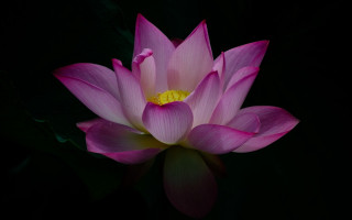 Pink flower yellow center water - a yellow center free wallpaper