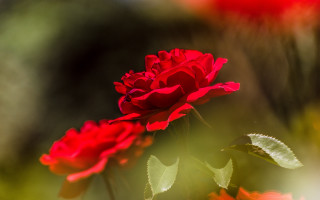 Red rose macro shallow depth - red flower free wallpaper for desktop