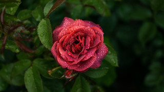 Red rose water droplets macro 67 - petal free wallpaper