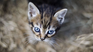 Small kitten blue eyes blurry 2 - a blurry background of grass free wallpaper for desktop