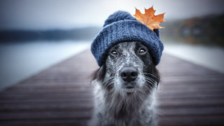 Dog hat leaf dock photorealistic - elke vogelsang free wallpaper