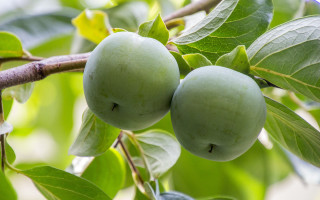 Green apples tree leaves blurry - a few green leaf free wallpaper