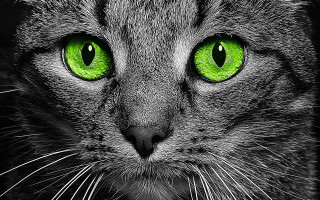 Cat green eyes black background 3 - a black border free wallpaper for desktop