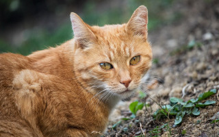 Cat sad orange blurry focus - orange free wallpaper