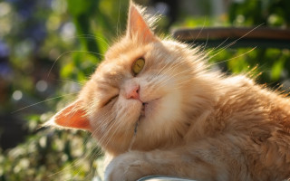Cat sun chair closed eyes - its head free wallpaper