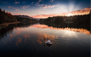 Swan lake sunset magic realism - a swan free wallpaper