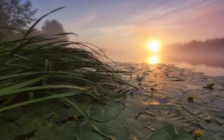 River sunset plants leaves mountain - a few leaf free wallpaper for desktop