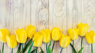 Yellow flower field daisy honey - a wooden background free wallpaper