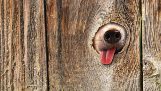 Dog fence tongue surrealism digital - a hole free wallpaper
