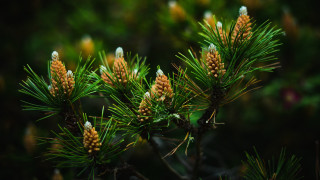 Pine cones closeup bokeh nature - branch and a blurry background free wallpaper