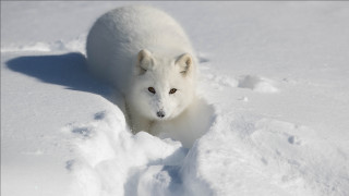 White animal snowfield furry puzzle - photograph free wallpaper for desktop