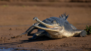 Crocodile open mouth sunset desert - its mouth open free wallpaper