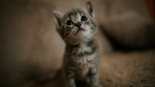 Curious black cat blue eyes 2 - tiny free wallpaper for desktop