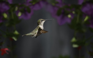 Hummingbird purpleflowers bokeh macro aurora - elinor proby adams free wallpaper
