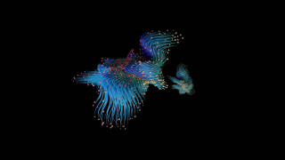 Blue fish white fish raytraced - fractal free wallpaper