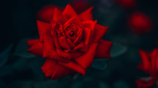 Red rose water droplets blurry 2 - elsa bleda free wallpaper