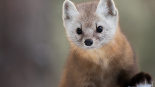 Shiba inu brown white tail - tail free wallpaper