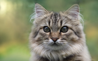 Sad cat blurry background symmetrical - a blurry background of trees free wallpaper