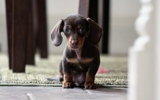Small dog on rug outdoor - the background and a dog free wallpaper