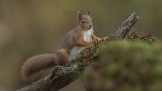 Squirrel mossed branch blurry background - moss free wallpaper