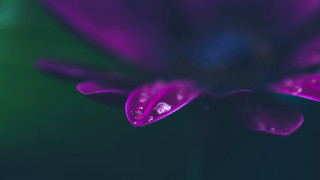 Purple flower water droplets green 3 - a green center free wallpaper for desktop