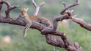 Leopard tree branch wildlife photography - looking free wallpaper