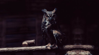 Owl branch dark room wooden - a piece of wood free wallpaper