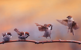 Birds wings spread branch blurred - a group of birds free wallpaper